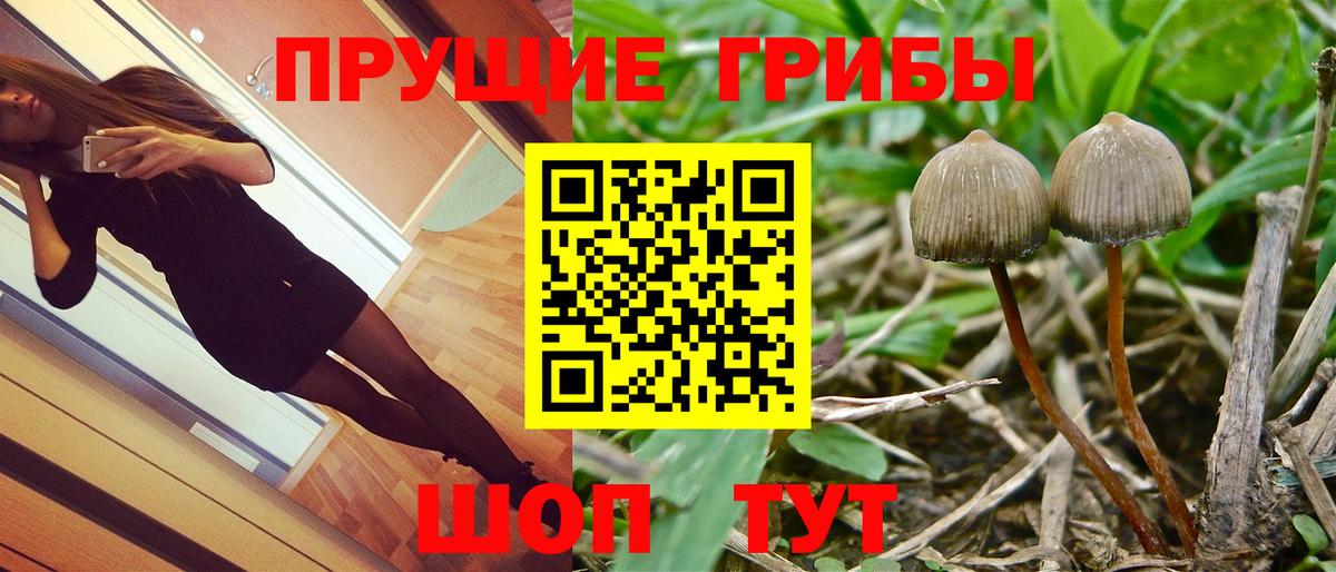 Югорск  Псилоцибиновые грибы Psilocybine cubensis  Вход с VPN 